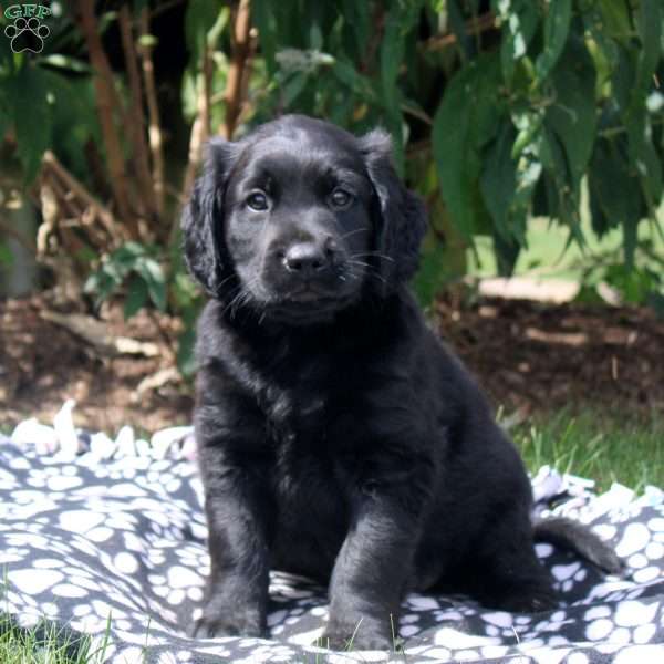 Jay, Golden Retriever Mix Puppy