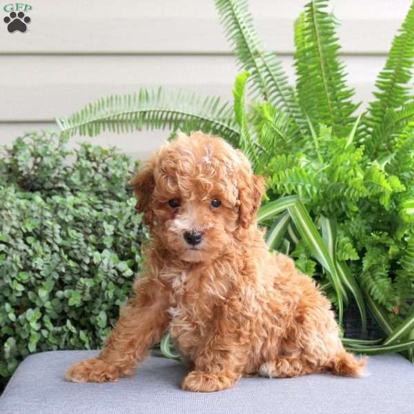 Jay, Miniature Poodle Puppy