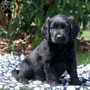 Jay, Golden Retriever Mix Puppy
