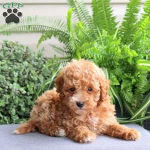 Jay, Miniature Poodle Puppy