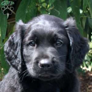 Jay, Golden Retriever Mix Puppy