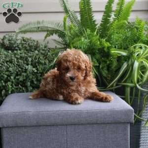 Jay, Miniature Poodle Puppy