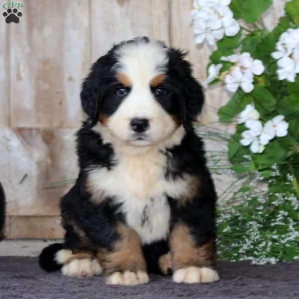 Jayda, Bernese Mountain Dog Puppy