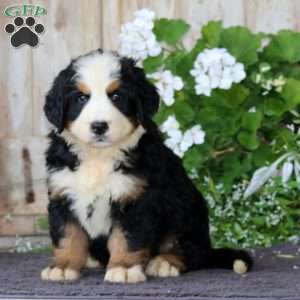 Jayda, Bernese Mountain Dog Puppy