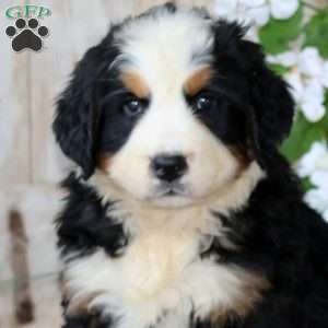 Jayda, Bernese Mountain Dog Puppy