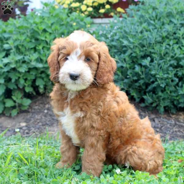 Jayden, Mini Goldendoodle Puppy