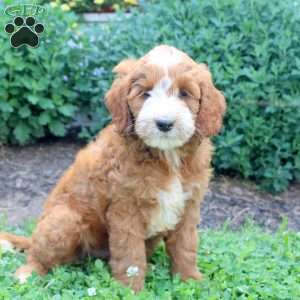 Jayden, Mini Goldendoodle Puppy