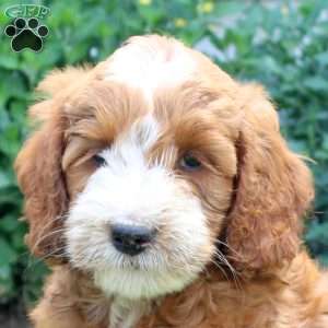 Jayden, Mini Goldendoodle Puppy