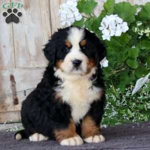 Jazzy, Bernese Mountain Dog Puppy