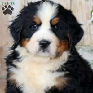 Jazzy, Bernese Mountain Dog Puppy