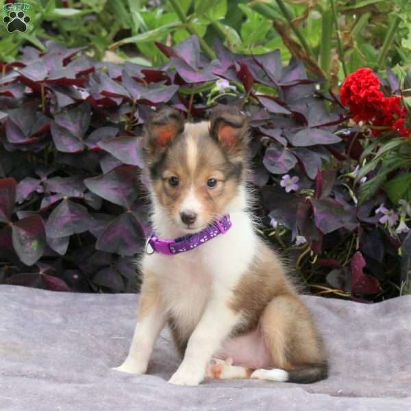 Jean, Sheltie Puppy