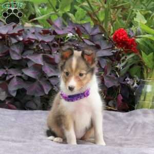 Jean, Sheltie Puppy
