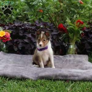 Jean, Sheltie Puppy