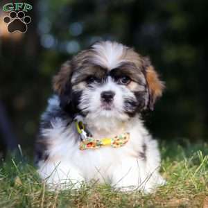 Jeffery, Lhasa Apso Puppy