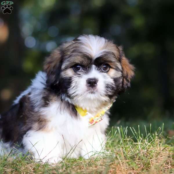 Jeffery, Lhasa Apso Puppy