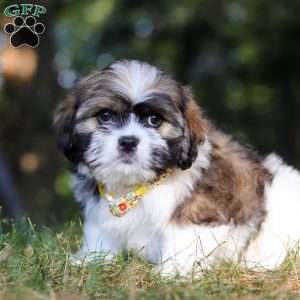 Jeffery, Lhasa Apso Puppy
