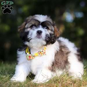 Jeffery, Lhasa Apso Puppy