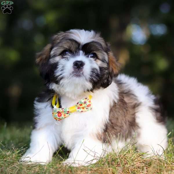 Jeffery, Lhasa Apso Puppy