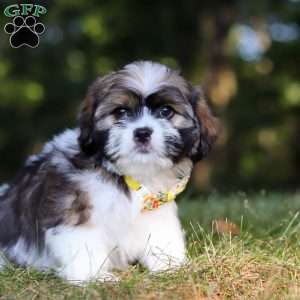Jeffery, Lhasa Apso Puppy