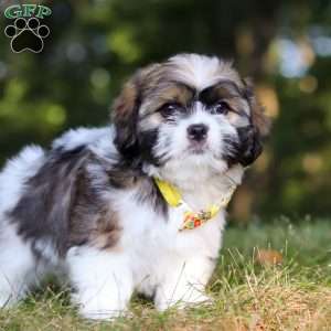 Jeffery, Lhasa Apso Puppy