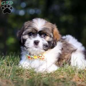 Jeffery, Lhasa Apso Puppy