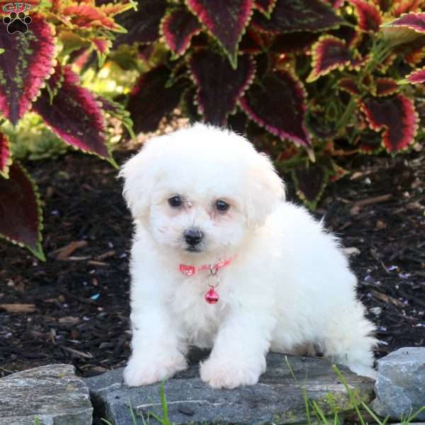 Joelle, Bichon Frise Puppy