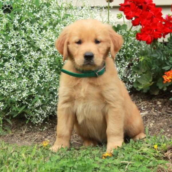 Jemima, Golden Retriever Puppy