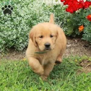 Jemima, Golden Retriever Puppy