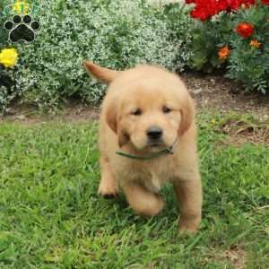 Jemima, Golden Retriever Puppy