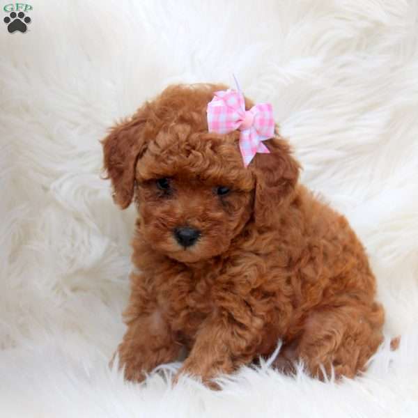 Jenna, Toy Poodle Puppy