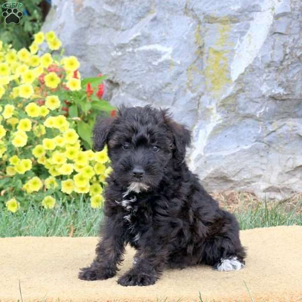 Jenna, Mini Schnoodle Puppy