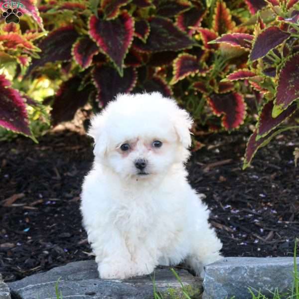 Jenna, Bichon Frise Puppy