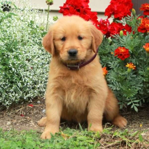Jenna, Golden Retriever Puppy