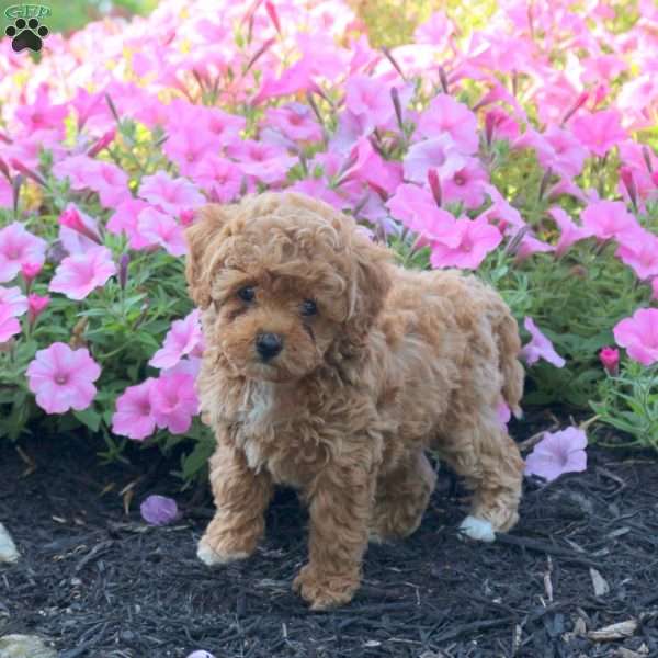 Jenna, Cavapoo Puppy