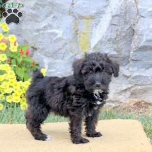Jenna, Mini Schnoodle Puppy