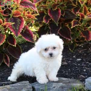 Jenna, Bichon Frise Puppy