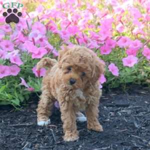 Jenna, Cavapoo Puppy