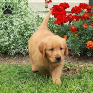 Jenna, Golden Retriever Puppy