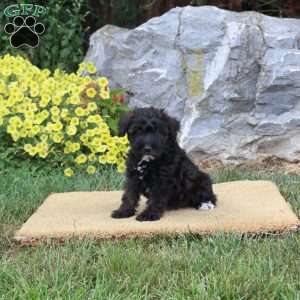 Jenna, Mini Schnoodle Puppy