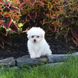 Jenna, Bichon Frise Puppy