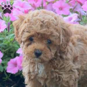Jenna, Cavapoo Puppy