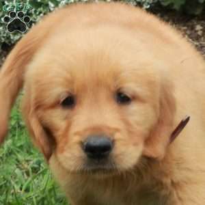 Jenna, Golden Retriever Puppy