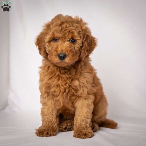 Jeri, Mini Goldendoodle Puppy