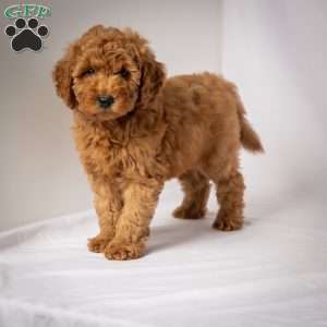 Jeri, Mini Goldendoodle Puppy