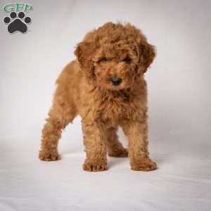Jeri, Mini Goldendoodle Puppy