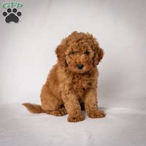 Jeri, Mini Goldendoodle Puppy