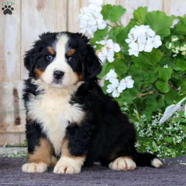 Jerry, Bernese Mountain Dog Puppy