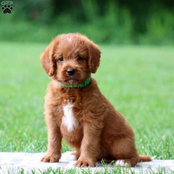 Jerry, Labradoodle Puppy