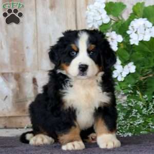 Jerry, Bernese Mountain Dog Puppy