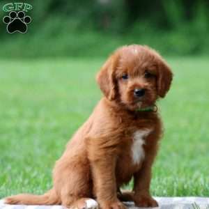 Jerry, Labradoodle Puppy